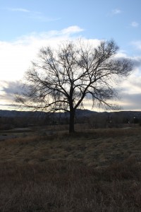 Leafless Tree - Free High Resolution Photo