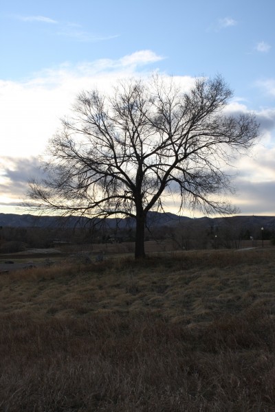 Leafless Tree - Free High Resolution Photo