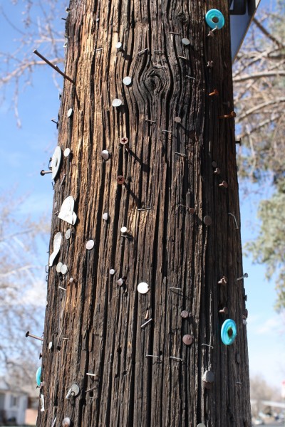 Nails and Screws Sticking out of a Telephone Pole - Free High Resolution Photo