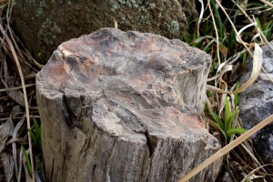 Petrified Wood in Rock Garden - Free High Resolution Photo