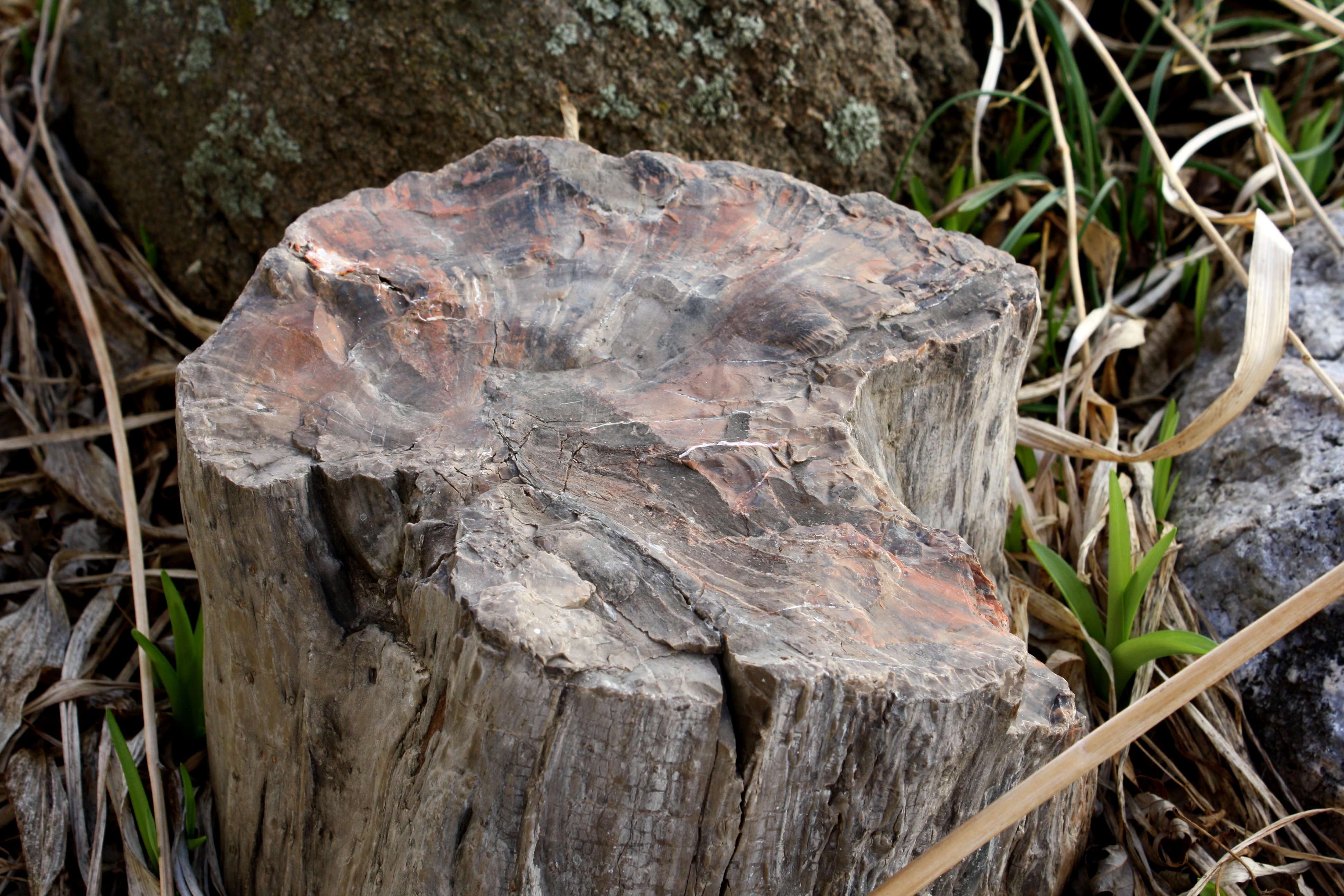 petrify wood