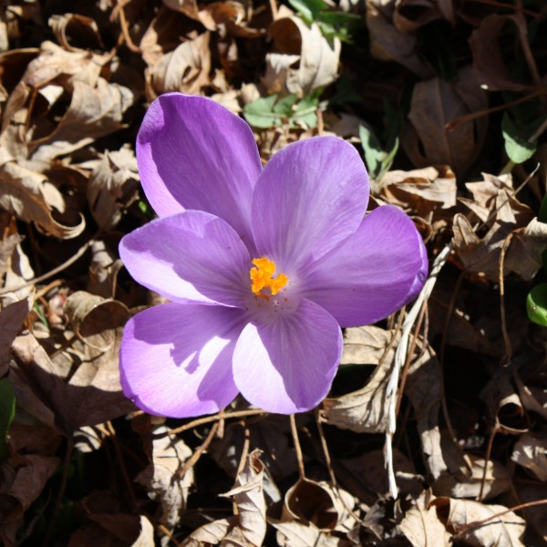 Purple Crocus Flower - Free High Resolution Photo