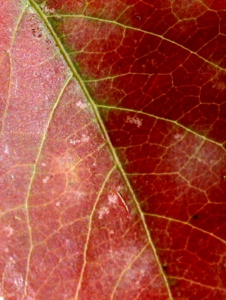 Red Leaf Texture - Free Photo