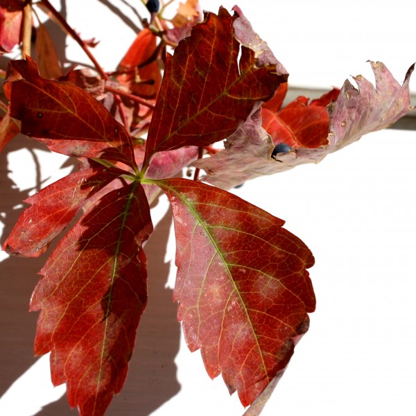 Red Virginia Creeper Leaf - Free High Resolution Photo