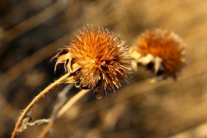 Round Wildflower Seed Pod - Free High Resolution Photo