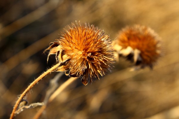 Round Wildflower Seed Head - Free High Resolution Photo