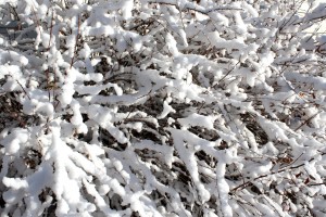 Snow Coated Branches Texture - Free High Resolution Photo