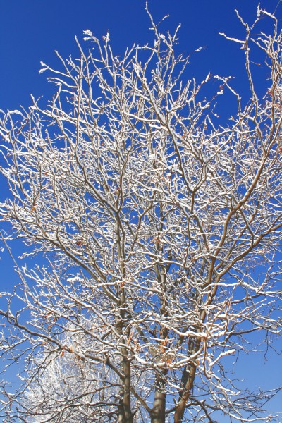 Snow Coated Winter Tree Branches - Free High Resolution Photo