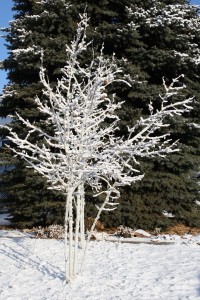 Snow Covered Aspen Seedlings - Free high resolution photo