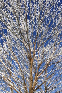 Snow Covered Tree Branches - Free High Resolution Photo