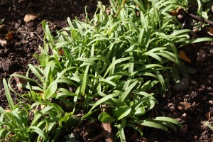 Spinach Seedlings Sprouting in Garden - Free High Resolution Photo