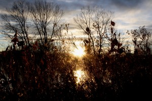 Sun Through Fall Foliage - Free High Resolution Photo