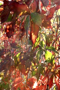 Sunlight on Red Virginia Creeper Vine Leaves - Free High Resolution Photo