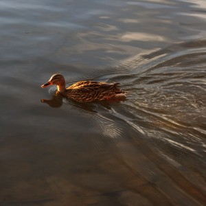 Swimming Duck - Free High Resolution Photo