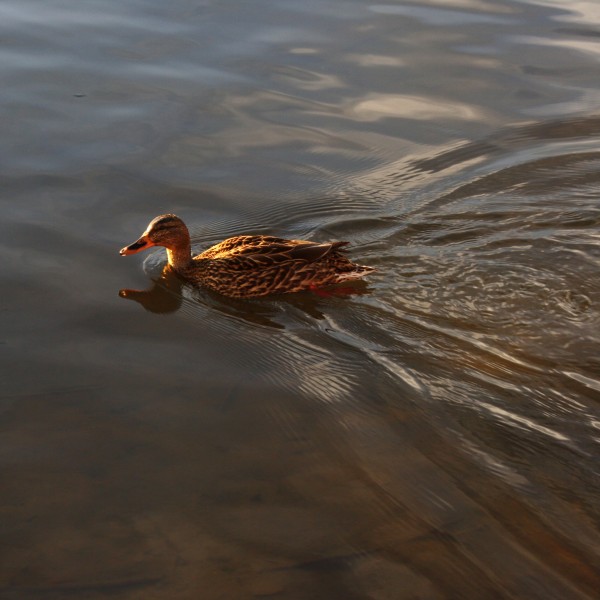 Swimming Duck - Free High Resolution Photo