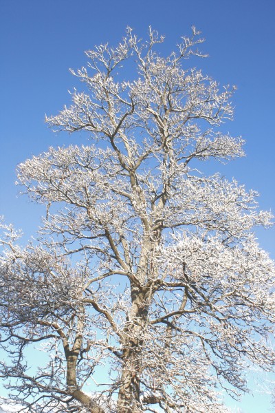 Winter Tree with Snow Covered Branches - Free high resolution Photo