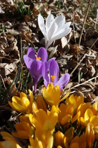 Yellow Purple and White Crocus - Free High Resolution Photo