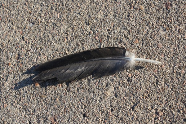 Feather Lying on Cement Sidewalk - Free High Resolution Photo