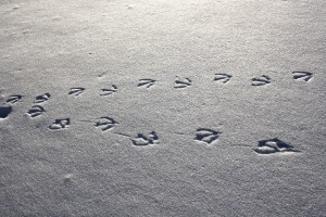 Goose Tracks in Snow - Free High Resolution Photo