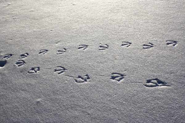 Goose Tracks in Snow - Free High Resolution Photo