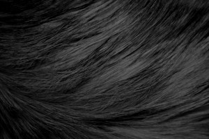 Long Haired Black Cat Fur Texture - Free High Resolution Photo