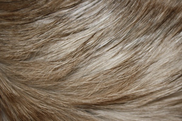 Long Haired Cat Fur Texture - Free High Resolution Photo