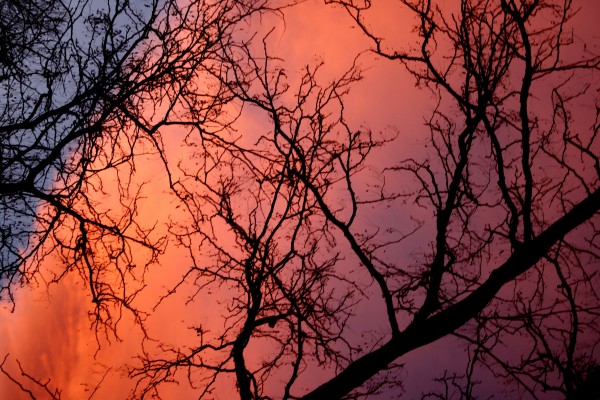 Orange Sunset Clouds Behind Winter Tree Branches - Free High Resolution Photo