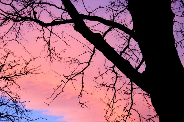 Pink Sunset Clouds Behind Leafless Tree - Free High Resolution Photo