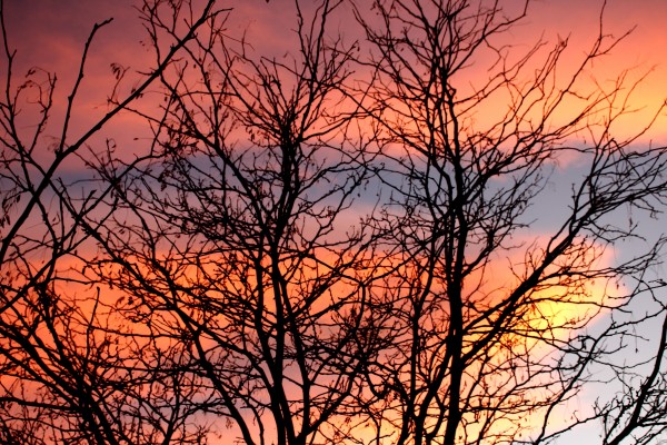 Sunset and Winter Trees - Free High Resolution Photo