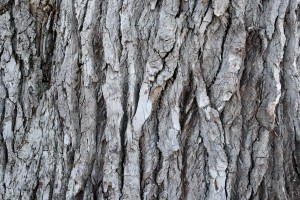 Bark Texture - Free High Resolution Photo