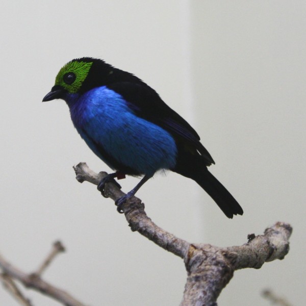 Blue Paradise Tanager Bird - Free photo