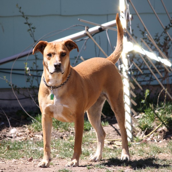 Brown Dog with Tail Up - Free High Resolution Photo