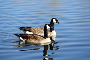 Canadian Geese in Blue Water - Free High Resolution Photo