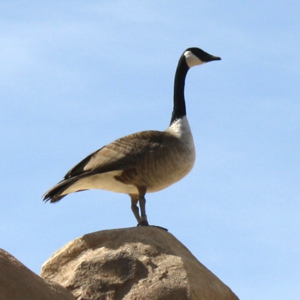 Canadian Goose - Free photo