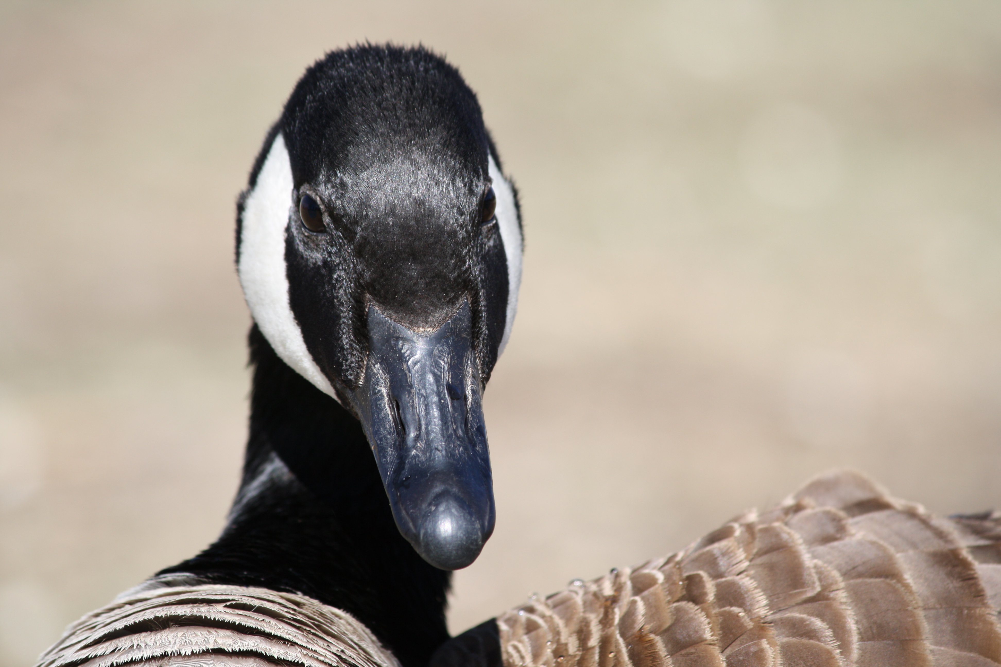 Canadian Goose Close Up Picture | Free Photograph | Photos Public Domain