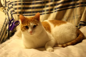 Cat Helping with Sewing Project - Free High Resolution Photo