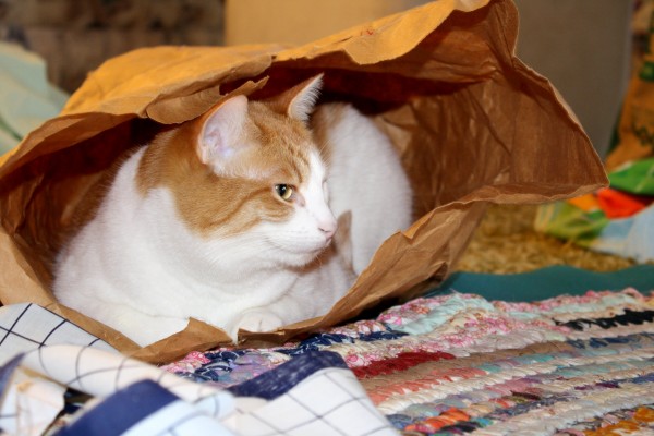 Cat in Paper Bag - Free High Resolution Photo