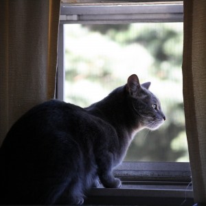 Cat Looking Out Window - Free High Resolution Photo