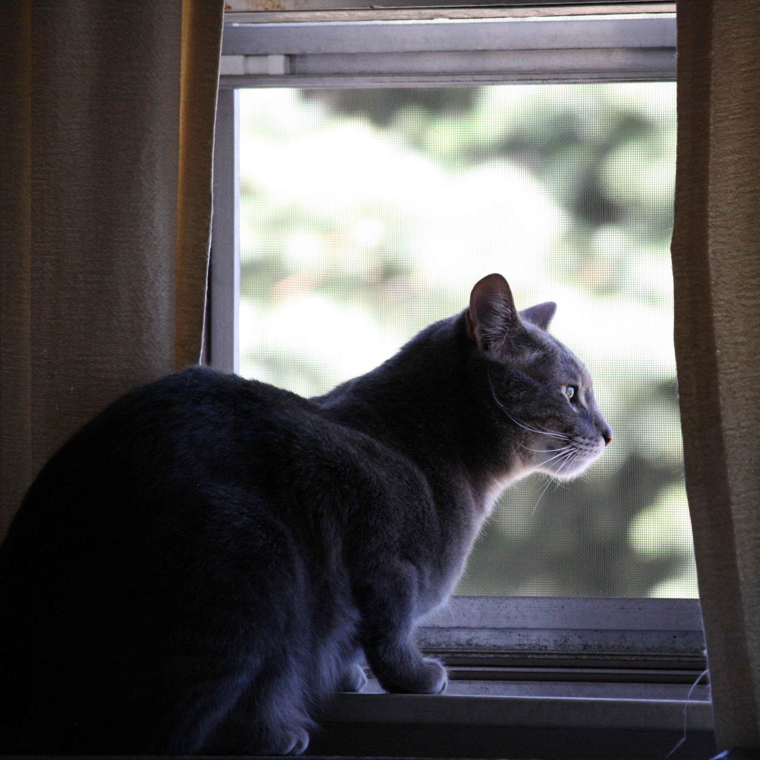 Top 94+ Images my cat looks out the window all day Excellent