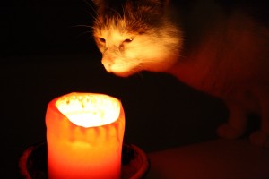 Cat Sniffing Candle - Free High Resolution Photo