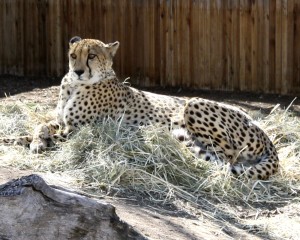Cheetah - Free photo