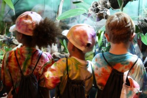 Children Looking at Zoo Exhibit - Free High Resolution Photo