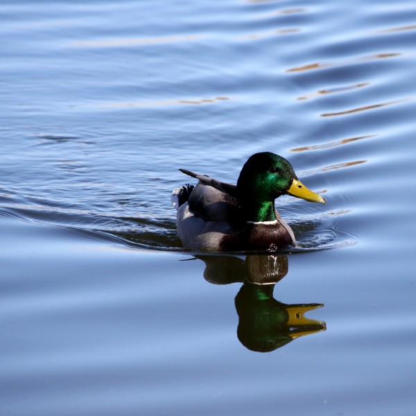 Duck - Mallard - Free High Resolution Photo