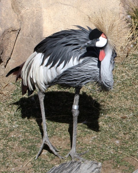 East African Crowned Crane - Free photo