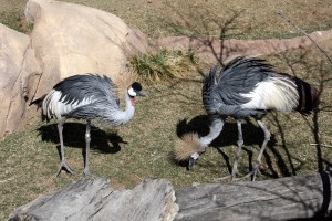 Gray Crowned Cranes - Free high resolution photo