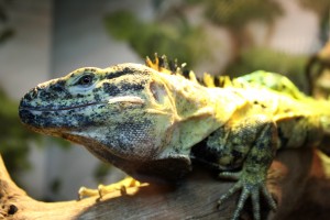 Frilled Lizard - Free High Resolution Photo