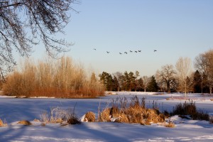 Geese Flying over Frozen Lake - Free High Resolution Photo