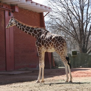 Giraffe at the Zoo - free high resolution photo