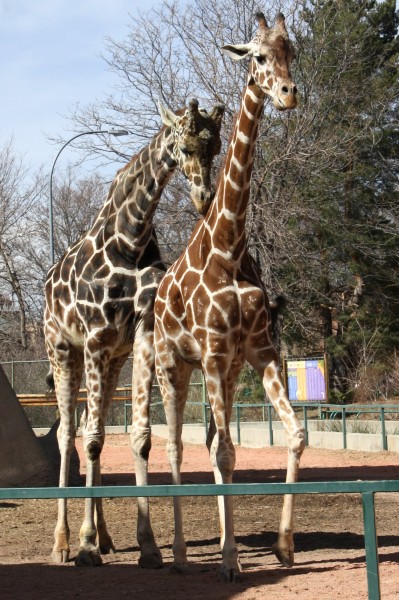 Giraffes - Free high resolution photo of 2 giraffes at the zoo