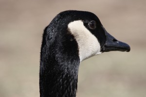 Goose Face Close Up - Free High Resolution Photo